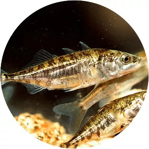 Three-spined stickleback