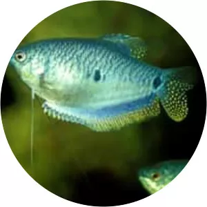 Three spot gourami