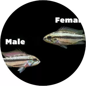 Three-striped Dwarf Cichlid - Fish