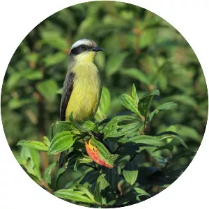 Three-striped flycatcher