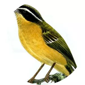 Three-striped hemispingus