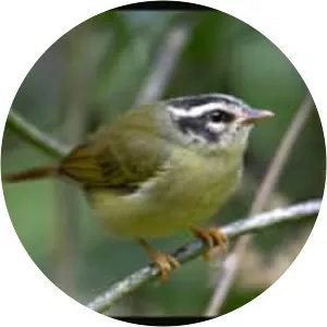 Three-striped warbler