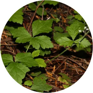 Threeleaf foamflower - Plants