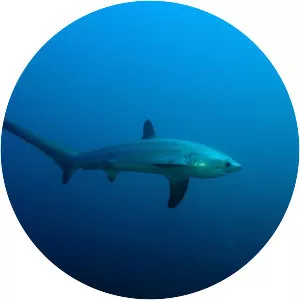 Thresher sharks