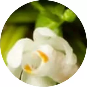 Thrixspermum formosanum