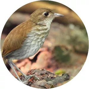 Thrush-like antpitta - Bird