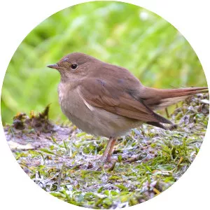 Thrush nightingale