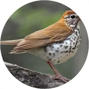 Thrush - Bird