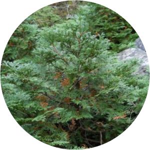 Thuja koraiensis