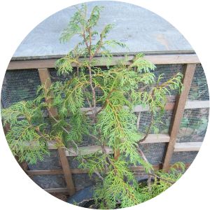 Thuja sutchuenensis