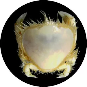 Thumbnail crab