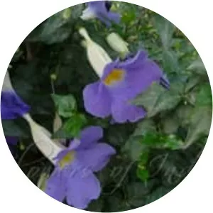 Thunbergia erecta