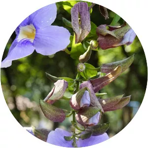 Thunbergia laurifolia - Plants