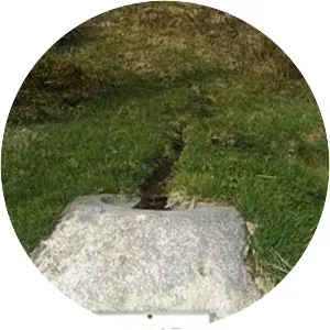 Thur - River in France