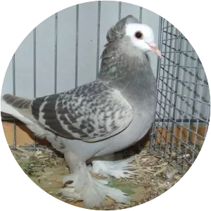 Thuringian Colour pigeons