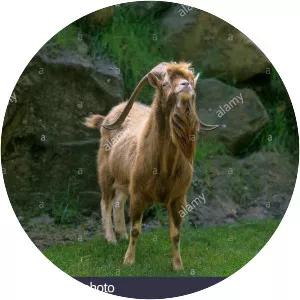 Thuringian goat