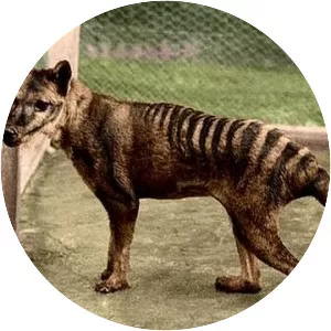 Thylacine