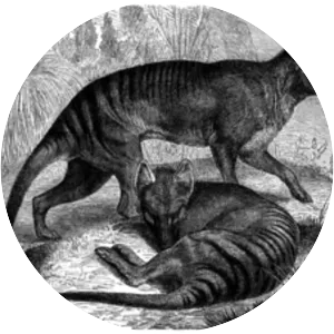 Thylacines