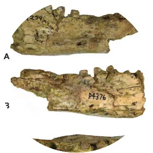 Thylacinus megiriani