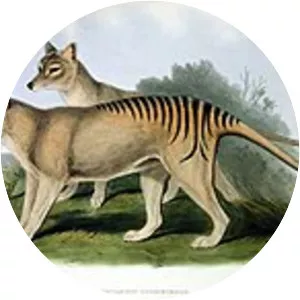 Thylacinus
