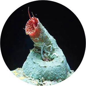 Thylacodes arenarius - 