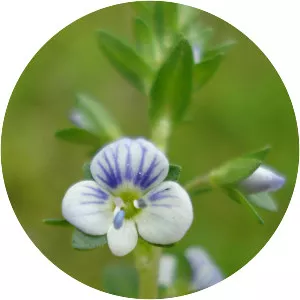 Thyme-leaved speedwell - Plants