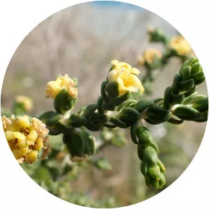 Thymelaea hirsuta - Plants