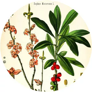 Thymelaeaceae - Plants