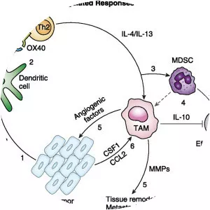 Thymic stromal lymphopoietin