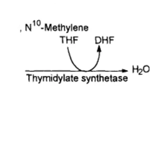 Thymidylate synthase - 
