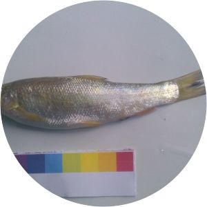 Thynnichthys sandkhol - 