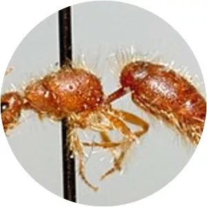 Thynnoidea