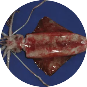 Thysanoteuthis rhombus