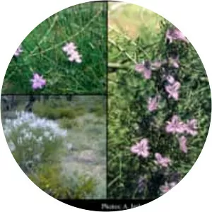 Thysanotus patersonii