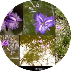 Thysanotus sparteus - 