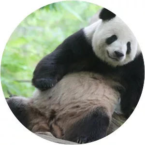 Tian Tian