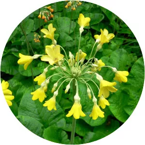 Tibetan cowslip