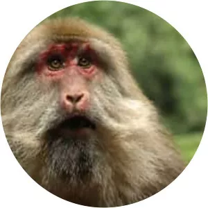 Tibetan macaque - Primate