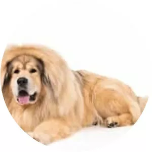 Tibetan Mastiff