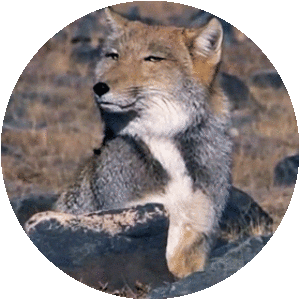 Tibetan sand fox
