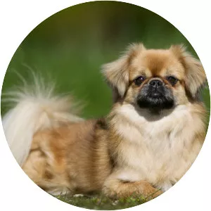 Tibetan spaniel