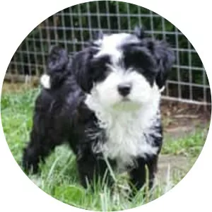Tibetan Terrier
