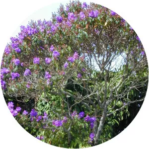 Tibouchina granulosa