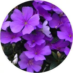 Tibouchina mutabilis