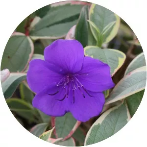 Tibouchina