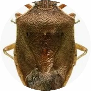 Tibraca limbativentris - 