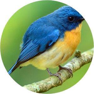 Tickell's blue flycatcher