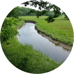 Tidal marsh - 