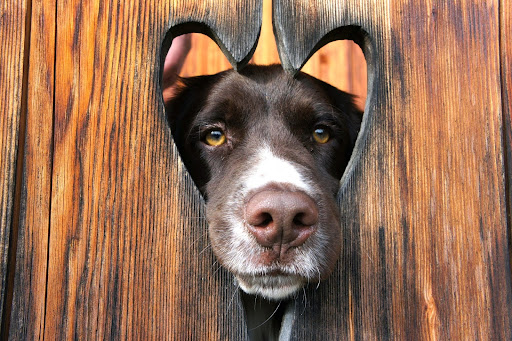 Tierarztpraxis Isser - Veterinarian in Wattens, Austria