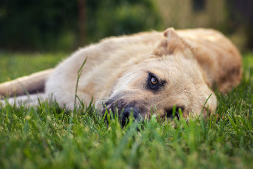 Tierbetreuung Miesbach - Pet sitter in Hausham, Germany